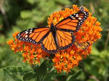 Festivals, September 19, 2021, 09/19/2021, 4th Annual Monarch and Pollinator Festival