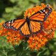 Festivals, September 19, 2021, 09/19/2021, 4th Annual Monarch and Pollinator Festival