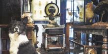 Discussions, September 22, 2021, 09/22/2021, Taxidermy and Natural History Collectors (online)