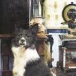 Discussions, September 22, 2021, 09/22/2021, Taxidermy and Natural History Collectors (online)