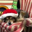 Performances, December 18, 2021, 12/18/2021, Musical Storytime! (in-person and online)