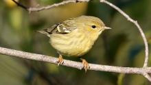Birdwatchings, October 09, 2021, 10/09/2021, Park Bird Walk