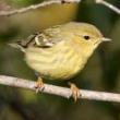 Birdwatchings, October 10, 2021, 10/10/2021, Park Bird Walk
