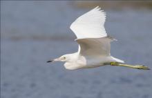 Discussions, October 27, 2021, 10/27/2021, Wetlands Management in New York City (online)