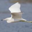 Discussions, October 27, 2021, 10/27/2021, Wetlands Management in New York City (online)