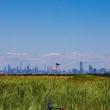 Discussions, November 08, 2021, 11/08/2021, The Grasslands Birds of Freshkills Park (online)
