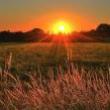 Workshops, October 11, 2020, 10/11/2020, Indigenous Peoples' Day: Meditation and Compassion Sharing Circle (online)