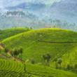 Tours, October 13, 2021, 10/13/2021, ***CANCELLED  India's Munnar: Natural Beauty and Tea Plantations (livestream)