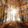 Workshops, November 25, 2021, 11/25/2021, Thanksgiving Afternoon Meditation and Sharing Circle (online)
