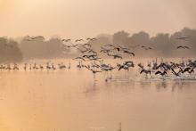 Conferences, December 07, 2021, 12/07/2021, A Celebration of the Natural History of the United Arab Emirates (online)