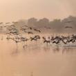 Conferences, December 06, 2021, 12/06/2021, A Celebration of the Natural History of the United Arab Emirates (online)