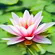 Workshops, January 01, 2022, 01/01/2022, New Year's Day Meditation (online)