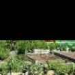 Conferences, February 19, 2022, 02/19/2022, 38th Annual GreenThumb GrowTogether Conference (online)