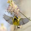 Lectures, February 28, 2022, 02/28/2022, Our History with Native Plants (online)