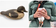 Talks, March 16, 2022, 03/16/2022, Working Birds, Wildfowl Decoys, and Conservation (online)
