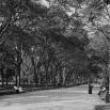 Park Walks, March 23, 2022, 03/23/2022, The Mall and Literary Walk (online)
