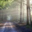 Workshops, March 31, 2022, 03/31/2022, Meditation (online)