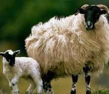 Lectures, April 11, 2022, 04/11/2022, Thinking with Sheep, Swallows, and Butterflies Against Settler Boundaries (online)