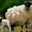 Lectures, April 11, 2022, 04/11/2022, Thinking with Sheep, Swallows, and Butterflies Against Settler Boundaries (online)