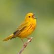 Talks, March 30, 2022, 03/30/2022, Intro to Birding (online)