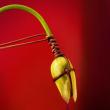 Opening Receptions, May 25, 2022, 05/25/2022, Leonardo Pucci: Flowers