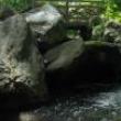 Park Walks, April 13, 2022, 04/13/2022, Olmsted Walk in Central Park (online)