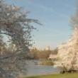 Park Walks, April 27, 2022, 04/27/2022, "Bloomtastic" Cherry Hill and the Lake Walk in Central Park (online)