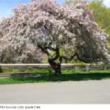 Talks, April 27, 2022, 04/27/2022, More Than Cherries: The Flowering Trees of Riverside Park (online)
