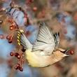 Birdwatchings, April 30, 2022, 04/30/2022, Bird Walk in the Park