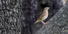 Birdwatchings, May 18, 2022, 05/18/2022, Battery Bird Walk