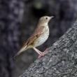 Birdwatchings, May 17, 2022, 05/17/2022, Battery Bird Walk