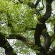 Park Walks, May 04, 2022, 05/04/2022, Central Park East Meadow Tree-Scape Walk (online)