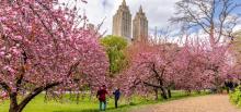 Park Walks, May 18, 2022, 05/18/2022, Central Park Cherry Bloom Walk (online)