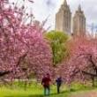Park Walks, May 18, 2022, 05/18/2022, Central Park Cherry Bloom Walk (online)