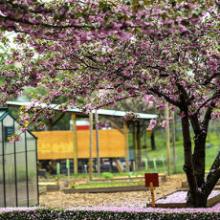 Festivals, May 01, 2022, 05/01/2022, Cherry Blossom Festival