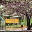Festivals, May 01, 2022, 05/01/2022, Cherry Blossom Festival