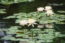 Workshops, May 02, 2022, 05/02/2022, Morning Meditation
