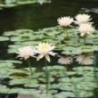 Workshops, May 17, 2022, 05/17/2022, Morning Meditation