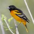 Talks, May 12, 2022, 05/12/2022, Bird Identification for Beginners (online)