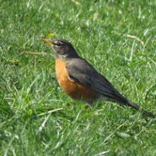 Birdwatchings, May 14, 2022, 05/14/2022, Birding Bonanza/International Migratory Bird Day