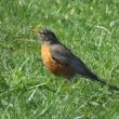 Birdwatchings, May 14, 2022, 05/14/2022, Birding Bonanza/International Migratory Bird Day