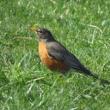 Birdwatchings, May 14, 2022, 05/14/2022, Birding Adventure