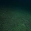 Discussions, June 11, 2022, 06/11/2022, Diving as Method (online)