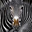 Talks, June 20, 2022, 06/20/2022, Stories Behind the Shots: Wildlife Photography Tales and Tips (online)