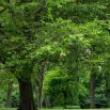 Park Walks, July 20, 2022, 07/20/2022, Beat the Heat Park Walk (online)