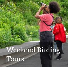 Birdwatchings, July 23, 2022, 07/23/2022, Island Bird Walk