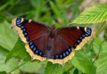 Park Walks, July 16, 2022, 07/16/2022, Interesting Insects Park Tour