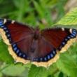 Park Walks, July 16, 2022, 07/16/2022, Interesting Insects Park Tour