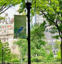 Birdwatchings, July 17, 2022, 07/17/2022, Bird and Banner Walking Tour
