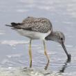 Hikes, August 13, 2022, 08/13/2022, 17th Annual Shorebird Festival